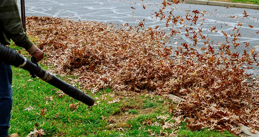 yard-cleanup